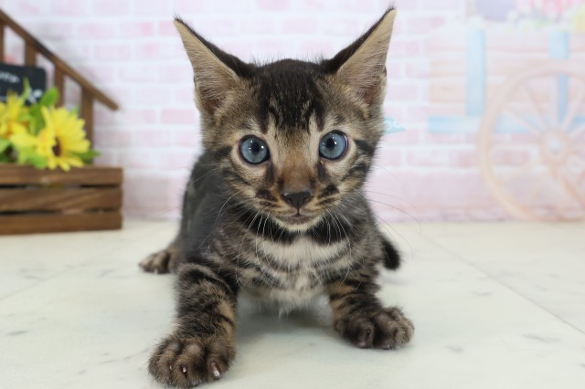 広島県のベンガル (Coo&RIKU東広島店/2026年5月28日生まれ/男の子/ブラウンスポットタビー)の子猫の1枚目の画像