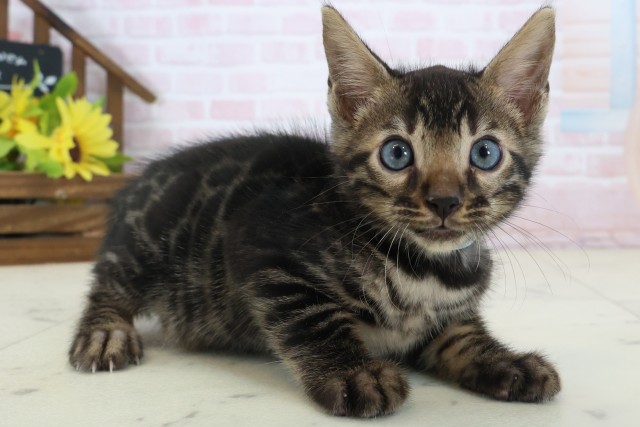 広島県のベンガル (Coo&RIKU東広島店/2026年5月28日生まれ/男の子/ブラウンスポットタビー)の子猫の2枚目の画像