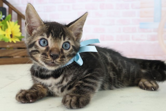 広島県のベンガル (Coo&RIKU東広島店/2026年5月28日生まれ/男の子/ブラウンスポットタビー)の子猫の3枚目の画像