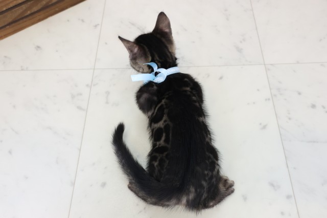 広島県のベンガル (Coo&RIKU東広島店/2026年5月28日生まれ/男の子/ブラウンスポットタビー)の子猫の4枚目の画像
