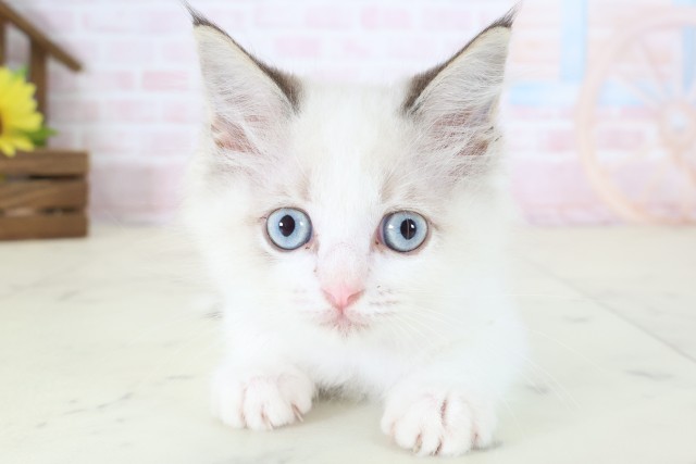 島根県のラグドール (Coo&RIKU出雲店/2026年5月8日生まれ/女の子/シールポイントバイカラー)の子猫の1枚目の画像