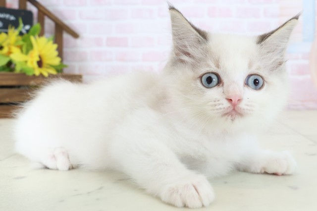 島根県のラグドール (Coo&RIKU出雲店/2026年5月8日生まれ/女の子/シールポイントバイカラー)の子猫の2枚目の画像