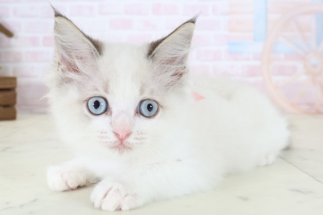 島根県のラグドール (Coo&RIKU出雲店/2026年5月8日生まれ/女の子/シールポイントバイカラー)の子猫の3枚目の画像