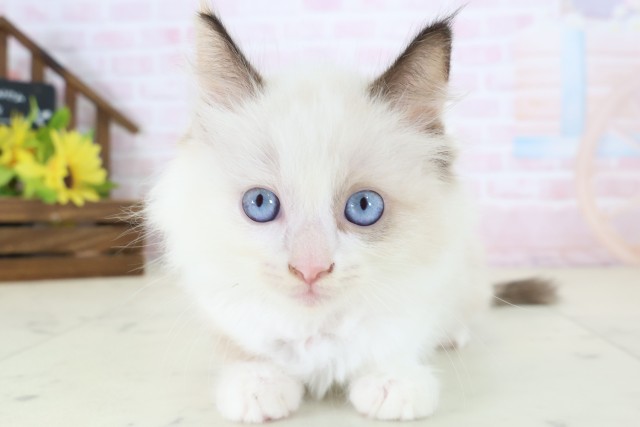 埼玉県のラグドール (Coo&RIKU春日部店/2026年5月27日生まれ/女の子/シールポイントバイカラー)の子猫の1枚目の画像