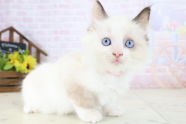 埼玉県のラグドール (Coo&RIKU春日部店/2026年5月27日生まれ/女の子/シールポイントバイカラー)の子猫の2枚目の画像