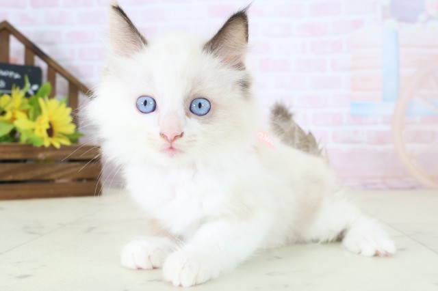 埼玉県のラグドール (Coo&RIKU春日部店/2026年5月27日生まれ/女の子/シールポイントバイカラー)の子猫の3枚目の画像