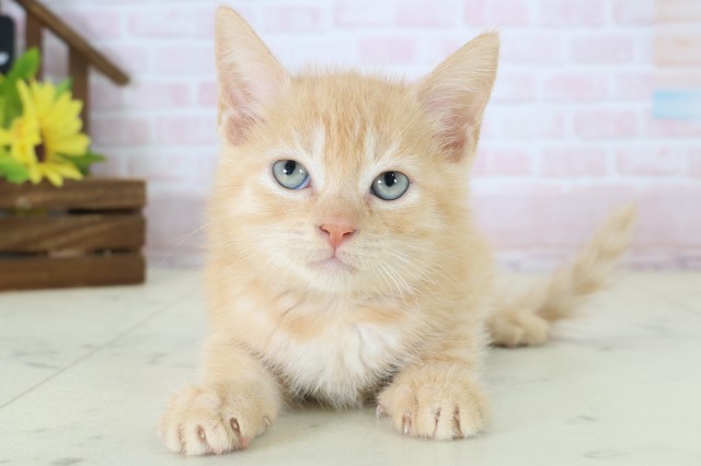 山口県のマンチカン (Coo&RIKUシーモール下関店/2026年5月29日生まれ/男の子/レッドタビー)の子猫の1枚目の画像