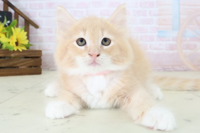 ノルウェージャン・フォレストキャット