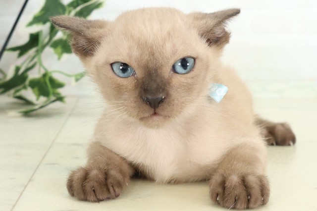 山口県のトンキニーズ (Coo&RIKUシーモール下関店/2026年5月29日生まれ/男の子/シャンパンポイント)の子猫の1枚目の画像