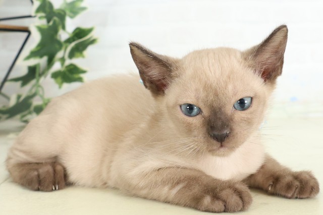 山口県のトンキニーズ (Coo&RIKUシーモール下関店/2026年5月29日生まれ/男の子/シャンパンポイント)の子猫の2枚目の画像