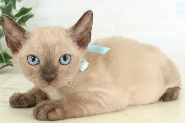 山口県のトンキニーズ (Coo&RIKUシーモール下関店/2026年5月29日生まれ/男の子/シャンパンポイント)の子猫の3枚目の画像