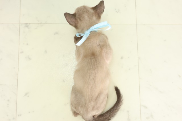 山口県のトンキニーズ (Coo&RIKUシーモール下関店/2026年5月29日生まれ/男の子/シャンパンポイント)の子猫の4枚目の画像