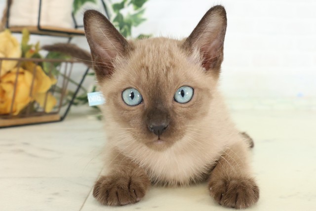 佐賀県のトンキニーズ (Coo&RIKU佐賀神埼店/2026年5月29日生まれ/男の子/シャンパンポイント)の子猫の1枚目の画像