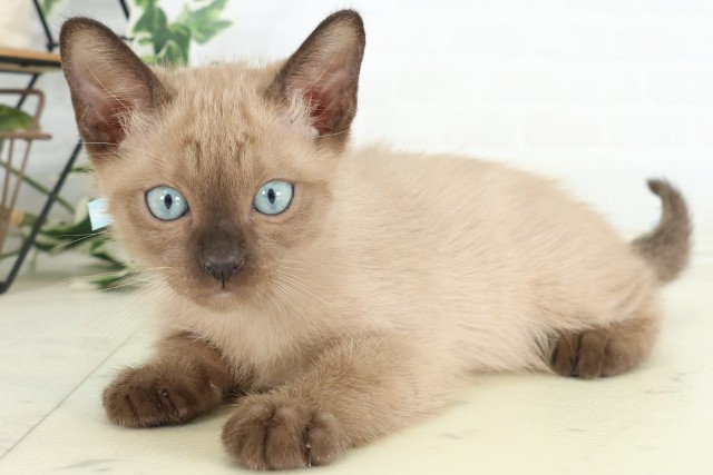 佐賀県のトンキニーズ (Coo&RIKU佐賀神埼店/2026年5月29日生まれ/男の子/シャンパンポイント)の子猫の3枚目の画像