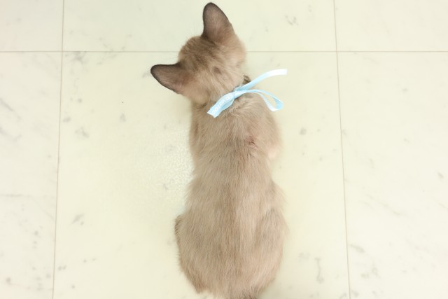 佐賀県のトンキニーズ (Coo&RIKU佐賀神埼店/2026年5月29日生まれ/男の子/シャンパンポイント)の子猫の4枚目の画像