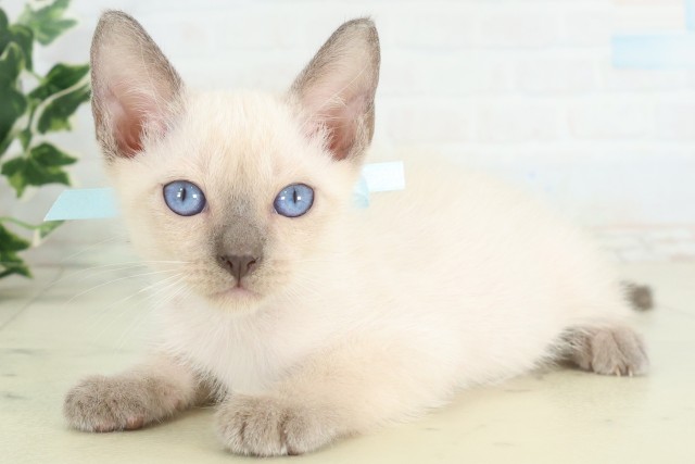 福岡県のトンキニーズ (Coo&RIKU筑後店/2026年5月29日生まれ/男の子/ブルーポイント)の子猫の3枚目の画像