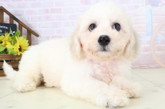 広島県のビションフリーゼ (Coo&RIKU広島中央店/2026年5月29日生まれ/女の子/ホワイト)の子犬の2枚目の画像