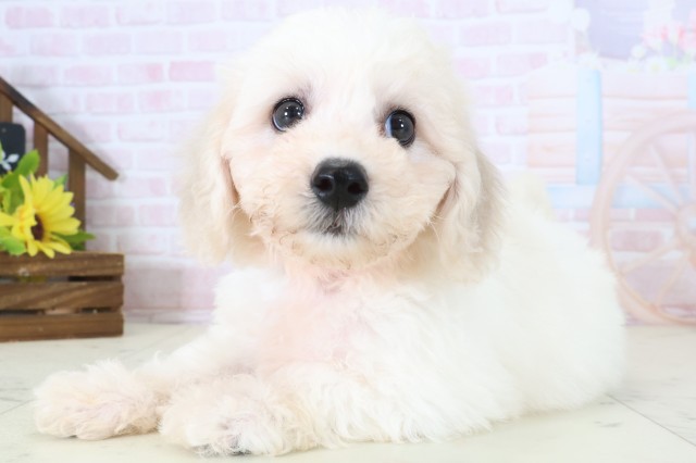 広島県のビションフリーゼ (Coo&RIKU広島中央店/2026年5月29日生まれ/女の子/ホワイト)の子犬の3枚目の画像
