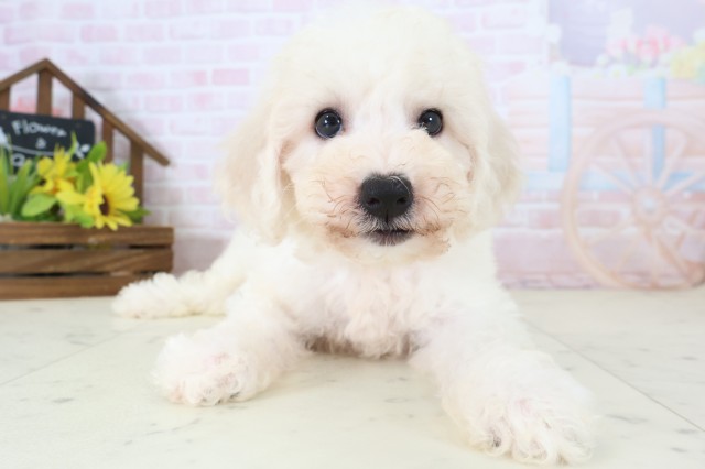 愛媛県のビションフリーゼ (Coo&RIKU大洲店/2026年5月29日生まれ/女の子/ホワイト)の子犬の1枚目の画像