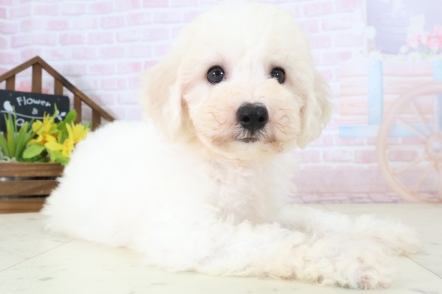 愛媛県のビションフリーゼ (Coo&RIKU大洲店/2026年5月29日生まれ/女の子/ホワイト)の子犬の2枚目の画像