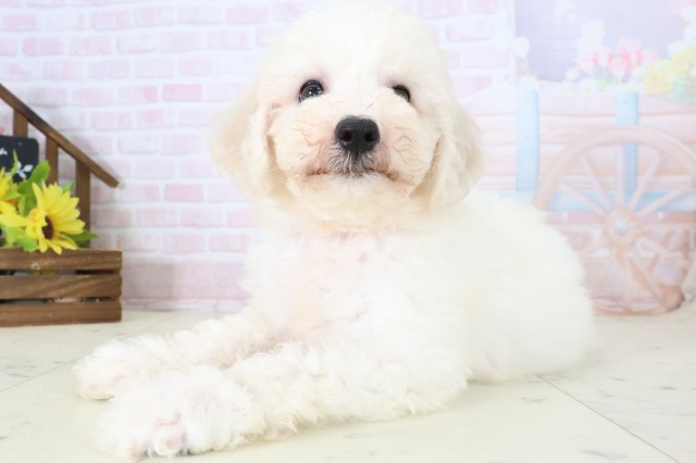 愛媛県のビションフリーゼ (Coo&RIKU大洲店/2026年5月29日生まれ/女の子/ホワイト)の子犬の3枚目の画像