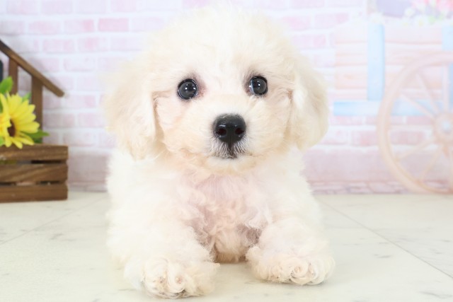 埼玉県のビションフリーゼ (Coo&RIKU川越店/2026年5月29日生まれ/女の子/ホワイト)の子犬の1枚目の画像