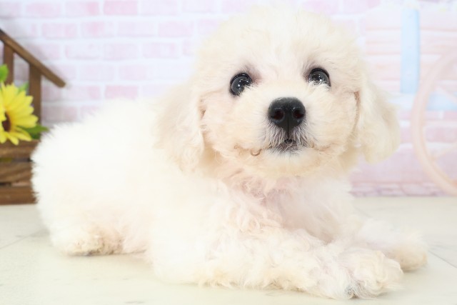 埼玉県のビションフリーゼ (Coo&RIKU川越店/2026年5月29日生まれ/女の子/ホワイト)の子犬の2枚目の画像