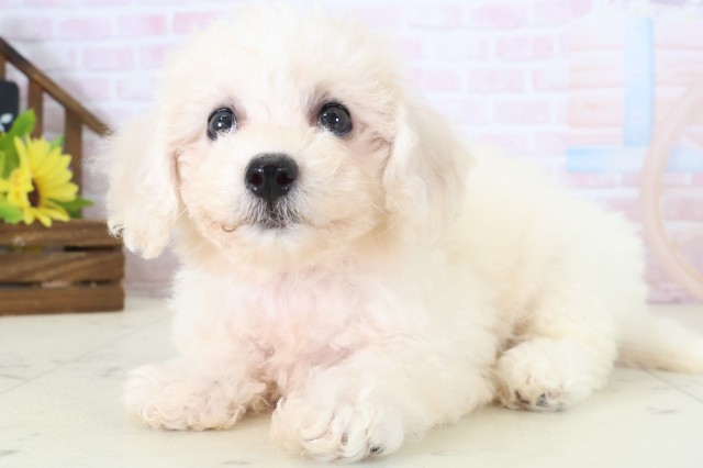 埼玉県のビションフリーゼ (Coo&RIKU川越店/2026年5月29日生まれ/女の子/ホワイト)の子犬の3枚目の画像