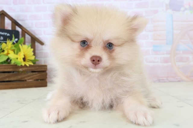 山口県のポメラニアン (Coo&RIKUサンパークあじす店/2026年5月31日生まれ/男の子/ビーバー)の子犬の1枚目の画像