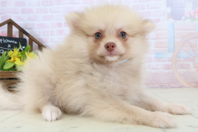 山口県のポメラニアン (Coo&RIKUサンパークあじす店/2026年5月31日生まれ/男の子/ビーバー)の子犬の2枚目の画像