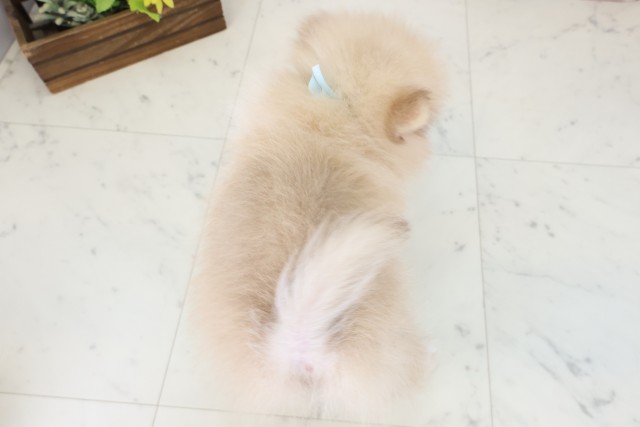 山口県のポメラニアン (Coo&RIKUサンパークあじす店/2026年5月31日生まれ/男の子/ビーバー)の子犬の4枚目の画像