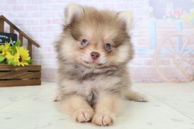 山口県のポメラニアン (Coo&RIKUシーモール下関店/2026年5月31日生まれ/男の子/ビーバー)の子犬の1枚目の画像