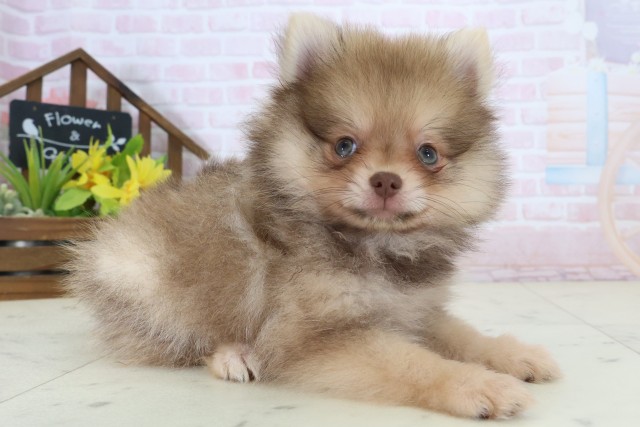 山口県のポメラニアン (Coo&RIKUシーモール下関店/2026年5月31日生まれ/男の子/ビーバー)の子犬の2枚目の画像