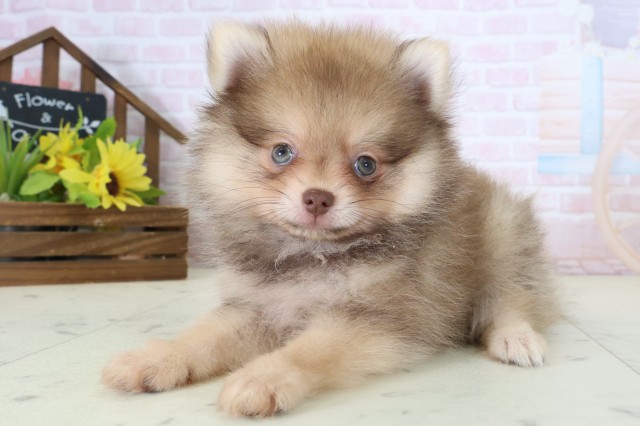 山口県のポメラニアン (Coo&RIKUシーモール下関店/2026年5月31日生まれ/男の子/ビーバー)の子犬の3枚目の画像