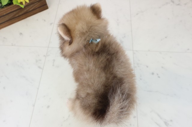 山口県のポメラニアン (Coo&RIKUシーモール下関店/2026年5月31日生まれ/男の子/ビーバー)の子犬の4枚目の画像