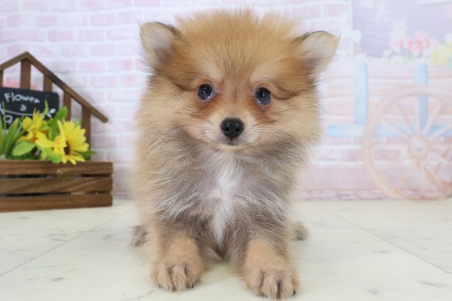 愛媛県のポメラニアン (Coo&RIKU大洲店/2026年5月31日生まれ/女の子/パーティーカラー)の子犬の1枚目の画像