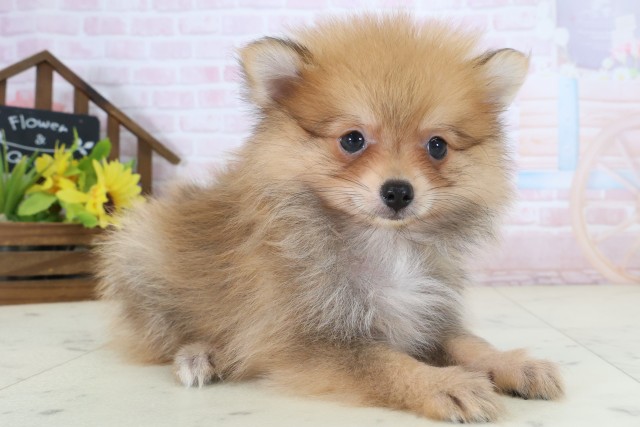 愛媛県のポメラニアン (Coo&RIKU大洲店/2026年5月31日生まれ/女の子/パーティーカラー)の子犬の2枚目の画像