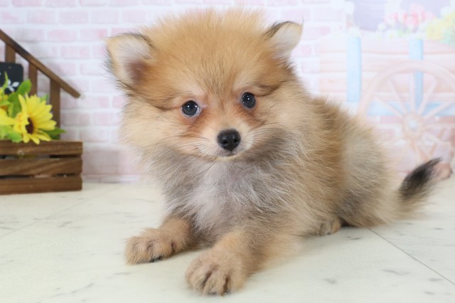 愛媛県のポメラニアン (Coo&RIKU大洲店/2026年5月31日生まれ/女の子/パーティーカラー)の子犬の3枚目の画像