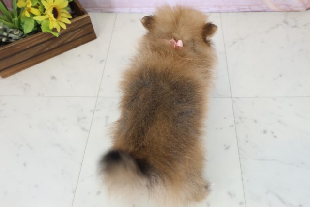 愛媛県のポメラニアン (Coo&RIKU大洲店/2026年5月31日生まれ/女の子/パーティーカラー)の子犬の4枚目の画像