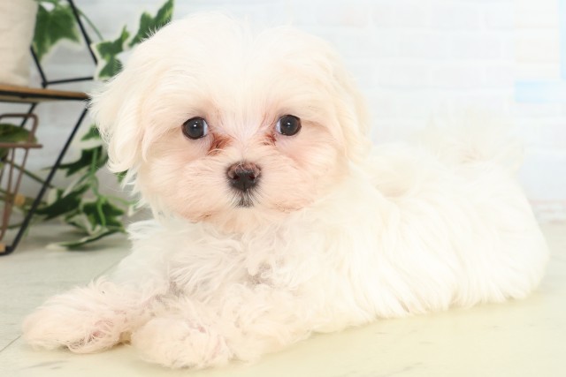 徳島県のマルチーズ (Coo&RIKU徳島店/2026年5月28日生まれ/男の子/ホワイト)の子犬の3枚目の画像