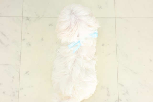 徳島県のマルチーズ (Coo&RIKU徳島店/2026年5月28日生まれ/男の子/ホワイト)の子犬の4枚目の画像