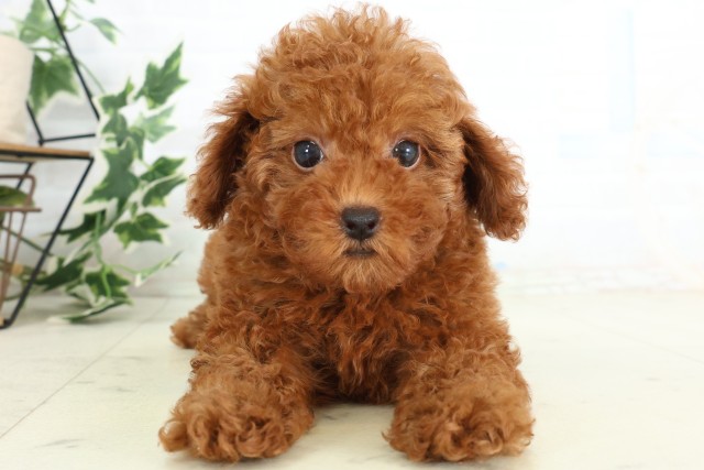 埼玉県のトイプードル(トイ) (Coo&RIKU春日部店/2026年5月29日生まれ/女の子/レッド)の子犬の1枚目の画像