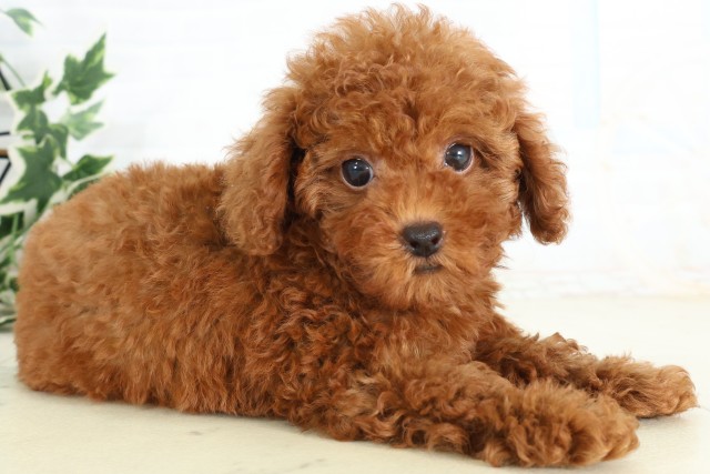 埼玉県のトイプードル(トイ) (Coo&RIKU春日部店/2026年5月29日生まれ/女の子/レッド)の子犬の2枚目の画像