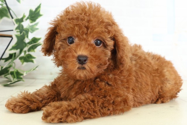 埼玉県のトイプードル(トイ) (Coo&RIKU春日部店/2026年5月29日生まれ/女の子/レッド)の子犬の3枚目の画像