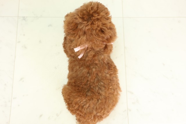 埼玉県のトイプードル(トイ) (Coo&RIKU春日部店/2026年5月29日生まれ/女の子/レッド)の子犬の4枚目の画像