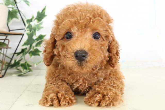 徳島県のトイプードル(トイ) (Coo&RIKU徳島店/2026年5月29日生まれ/男の子/レッド)の子犬の1枚目の画像
