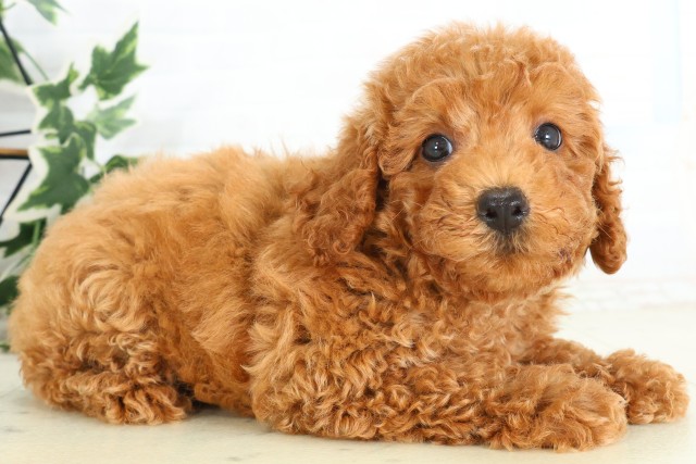 徳島県のトイプードル(トイ) (Coo&RIKU徳島店/2026年5月29日生まれ/男の子/レッド)の子犬の2枚目の画像