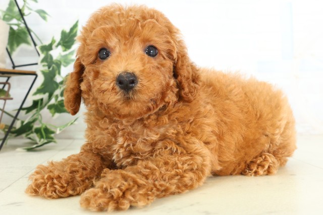 徳島県のトイプードル(トイ) (Coo&RIKU徳島店/2026年5月29日生まれ/男の子/レッド)の子犬の3枚目の画像