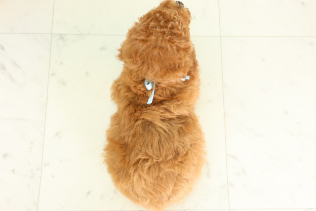 徳島県のトイプードル(トイ) (Coo&RIKU徳島店/2026年5月29日生まれ/男の子/レッド)の子犬の4枚目の画像