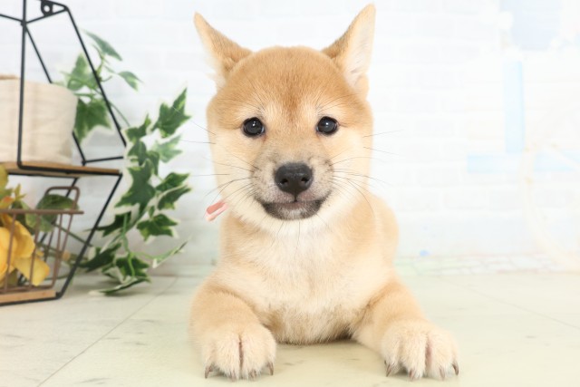 広島県の豆柴 (Coo&RIKUゆめタウン大竹店/2026年5月30日生まれ/女の子/赤)の子犬の1枚目の画像